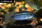 apistogramma eremnopyge apistogramma eremnopyge
