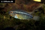 apistogramma eremnopyge apistogramma eremnopyge