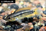 apistogramma eremnopyge apistogramma eremnopyge