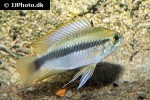 apistogramma erythrura apistogramma erythrura