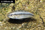 apistogramma erythrura apistogramma erythrura