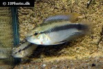 apistogramma erythrura apistogramma erythrura
