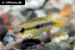 apistogramma erythrura apistogramma erythrura