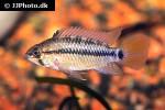 apistogramma eunotus apistogramma eunotus