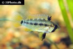 apistogramma eunotus apistogramma eunotus