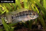 apistogramma geisleri apistogramma geisleri