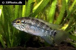 apistogramma geisleri apistogramma geisleri