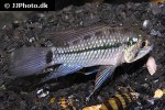 apistogramma geisleri apistogramma geisleri