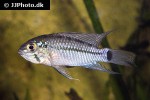 apistogramma geisleri apistogramma geisleri