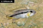 apistogramma gephyra apistogramma gephyra