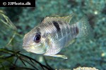 apistogramma gephyra apistogramma gephyra