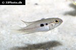 apistogramma gephyra apistogramma gephyra