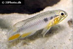 apistogramma gephyra apistogramma gephyra