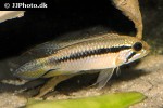 apistogramma gephyra apistogramma gephyra