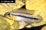 apistogramma gephyra apistogramma gephyra