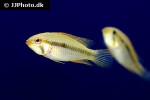 apistogramma gibbiceps apistogramma gibbiceps