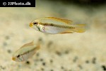 apistogramma gibbiceps apistogramma gibbiceps