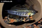apistogramma gibbiceps apistogramma gibbiceps