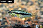 apistogramma gibbiceps apistogramma gibbiceps