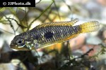 apistogramma gibbiceps apistogramma gibbiceps