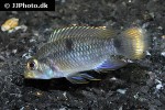 apistogramma hippolytae apistogramma hippolytae