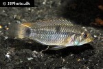 apistogramma hippolytae apistogramma hippolytae