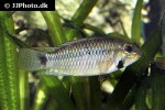 apistogramma hippolytae apistogramma hippolytae