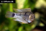 apistogramma hippolytae apistogramma hippolytae
