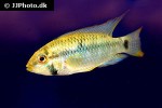 apistogramma hoignei apistogramma hoignei