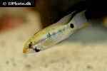 apistogramma hoignei apistogramma hoignei