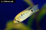 apistogramma hoignei apistogramma hoignei
