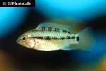 apistogramma hongsloi apistogramma hongsloi