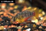 apistogramma hongsloi apistogramma hongsloi