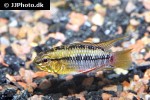 apistogramma hongsloi apistogramma hongsloi