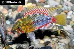 apistogramma hongsloi apistogramma hongsloi