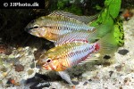 apistogramma hongsloi apistogramma hongsloi