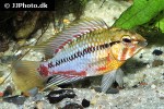 apistogramma hongsloi apistogramma hongsloi