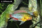 apistogramma hongsloi apistogramma hongsloi