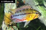 apistogramma hongsloi apistogramma hongsloi