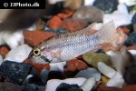 apistogramma huascar apistogramma huascar