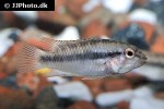 apistogramma huascar apistogramma huascar