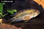 apistogramma huascar apistogramma huascar