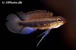 apistogramma iniridae apistogramma iniridae