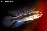 apistogramma iniridae apistogramma iniridae