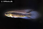 apistogramma iniridae apistogramma iniridae