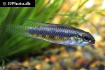 apistogramma iniridae apistogramma iniridae