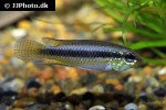 apistogramma iniridae apistogramma iniridae