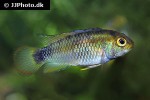 apistogramma macmasteri apistogramma macmasteri