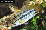 apistogramma macmasteri apistogramma macmasteri