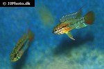apistogramma macmasteri apistogramma macmasteri